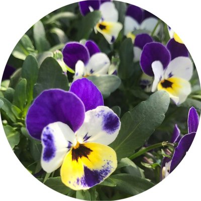 Profile Picture of がんばろう (@KevinDole15) on Twitter