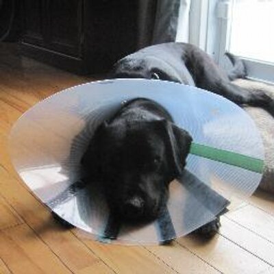 Profile Picture of Steven Sauve (@stvnsv) on Twitter