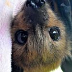 Profile Picture of Althea Wiggin (@antimonyandflux) on Instagram