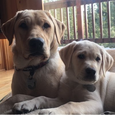 Profile Picture of @RichardCawood (@CawoodArsenal) on Twitter