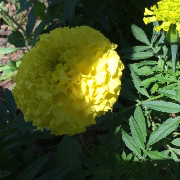 Profile Picture of Emma Ites (@emma_ites) on Poshmark