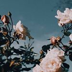 Profile Picture of Charlottebutton (@charlottebutton8) on Instagram