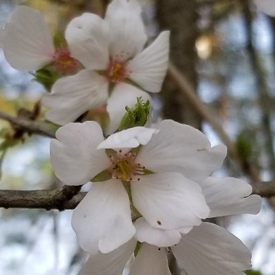 Profile Picture of Whitney Mackey (@Whitneymackey3) on Twitter