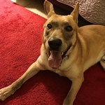 Profile Picture of Javier  Meneses Peralta (@javier.mp1412) on Flickr