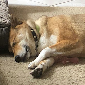 Profile Picture of Michael Maltese (@michaelmaltese7587) on Youtube