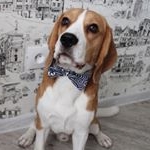 Profile Picture of Darling Line Martin Rich (@richi_beagle) on Instagram