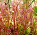 Profile Picture of Drosera anglicaon Wikipedia