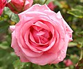 Profile Picture of Rosa 'Gene Boerner' - Wikipediaon Wikipedia