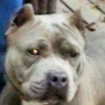 Profile Picture of Randy Archield (@barr_nunn_bullz) on Instagram