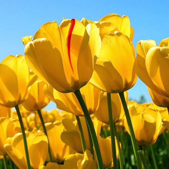 Profile Picture of Joshua Kuluris (@sneeooze) on Poshmark