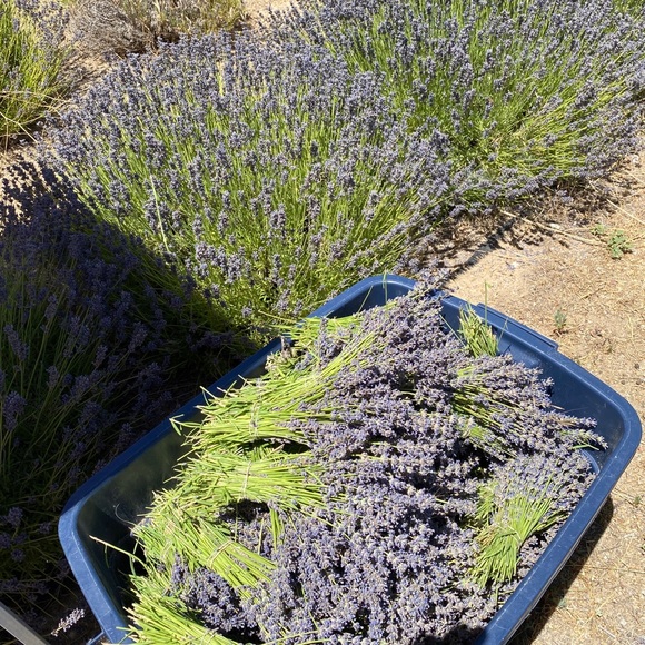 Profile Picture of Gayle Mousis (@gmousis) on Poshmark