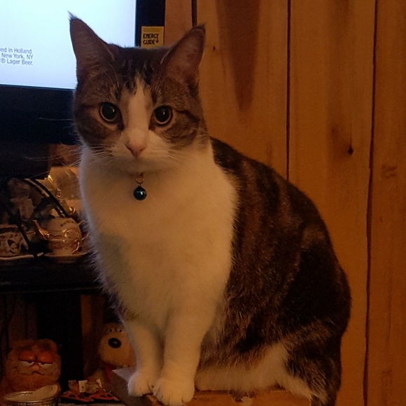 Profile Picture of Larissa Fritchie wallace (@wildcat7695) on Poshmark