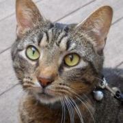 Profile Picture of Jeanne-Noel Mahoney (@jeannenoel) on Pinterest