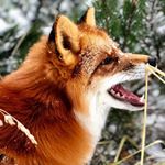 Profile Picture of Sarah Fox (@foxeshome1st) on Instagram