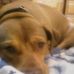 Profile Picture of Ginger Calvert (@ginger.calvert.9) on Facebook