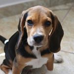 Profile Picture of Boris e Glória Beagle (@boris.gloria) on Instagram