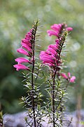 Profile Picture of Lamourouxia (plant)on Wikipedia