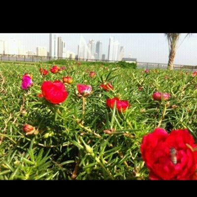 Profile Picture of Zainab Ibrahim (@zainabibrahim55) on Twitter