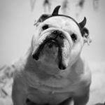 Profile Picture of Leo Matteo Snow (@leomatteosnow) on Instagram