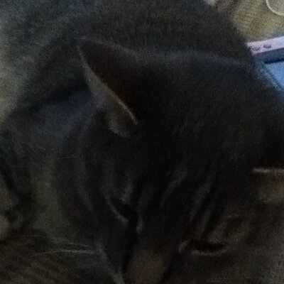 Profile Picture of Austin Schulte (@austin_schulte) on Twitter