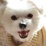 Profile Picture of Lucille Bluth Austero Horvath (@lucille.bluthausterohorvath) on Facebook