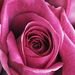 Profile Picture of Kylee Bevis (@kyleebevis12) on Pinterest