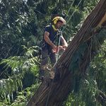 Profile Picture of Joel Sturgeon (@allamericanarborcarellc) on Instagram