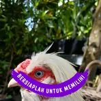 Profile Picture of Tamhid Rupiah (@tamhid.rupiah) on Facebook