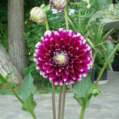 Profile Picture of Haley Ross (@134_hal) on Twitter