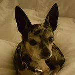 Profile Picture of Randy Alvarez (@k6rja) on Instagram