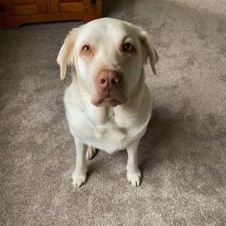 Profile Picture of ginger (@ginger.moore) on Instagram