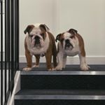 Profile Picture of Rocco & Reggie Mason (@bulldog.roccoreggie) on Instagram