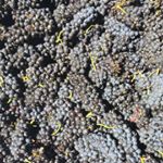 Patrick Humbert - Instagram Profile Picture of Patrick Humbert (@patrick_humbert) on Instagram