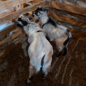 Profile Picture of Mason Hicks (@masonhicks7157) on Youtube