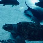 Profile Picture of Jamie (@jamie_marinelife) on Instagram