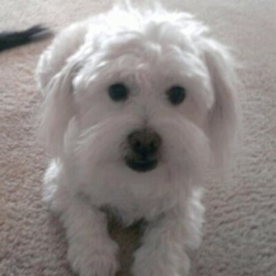 Snowball - Twitter Profile Picture of Snowball (@Snowbeezy209) on Twitter