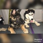 Profile Picture of Jenna, & Jax Ayala 🐾 (@jenna_and_jaxx_) on Instagram