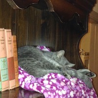 Profile Picture of Heather Mcelyea (@heather-mcelyea) on Quora