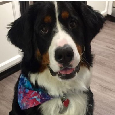 Profile Picture of PetCessories (@KarlMenezes1) on Twitter