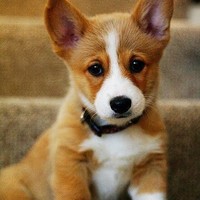 Profile Picture of Hung Dinh (@hung-dinh-11) on Quora