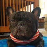 Profile Picture of Eugene Thomas (@eugenethomasthefrenchie) on Instagram