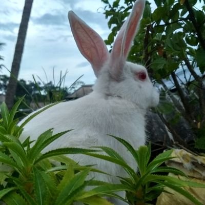 Profile Picture of Subha Mukherjee (@SubhaMu29347697) on Twitter