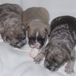 Profile Picture of tony barroso (@tmotors2) on Instagram