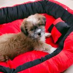 Profile Picture of Jimmy Lasha Apso Puppi (@lhashapsopuppy_jimmy) on Instagram