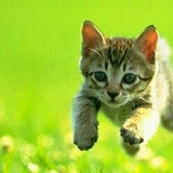 Profile Picture of Damian Cotto (@dcotto40) on Poshmark