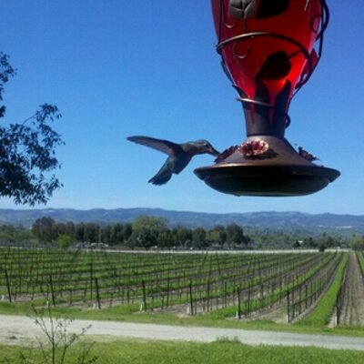 Profile Picture of Lisa Maness (@mentalmadness) on Twitter