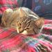 Profile Picture of Tracey Thomas Hosmer (@trexmer) on Pinterest