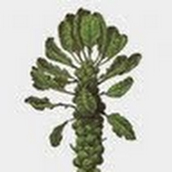 Profile Picture of Janice Checchio (@jchecchio) on Poshmark