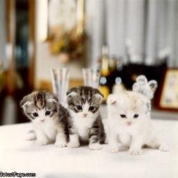 Alexandra Dang - Twitter Profile Picture of Alexandra Dang (@lovablekiss2) on Twitter