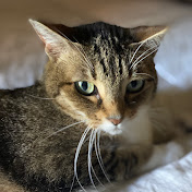 Profile Picture of Marcus Ramos (@Kingmarkymarc) on Youtube